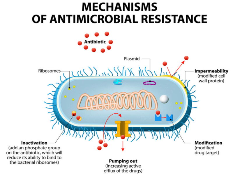 Mechanisms of antimicrobial resistance