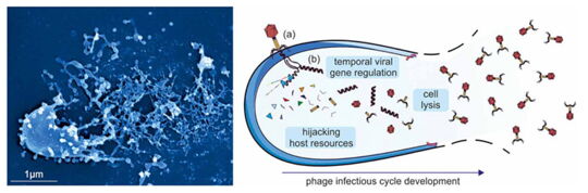 Entwicklung des infektiösen Phagenzyklus