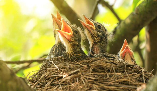 Nestling birds