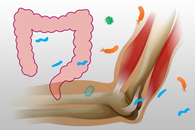 There is a link between the skeletal muscle and the gut microbiome.