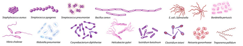 Overview bacteria